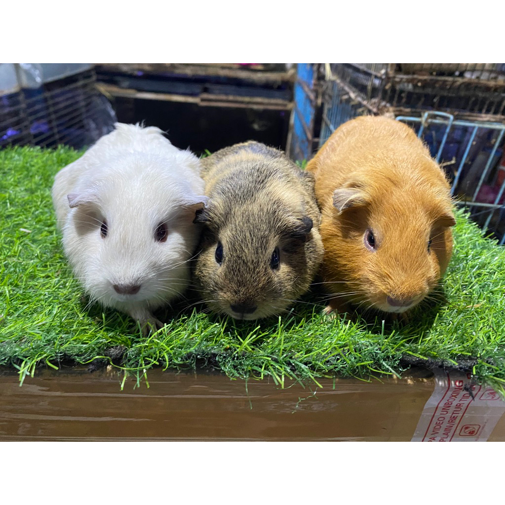 marmut hias american/ Guinea pig american remaja