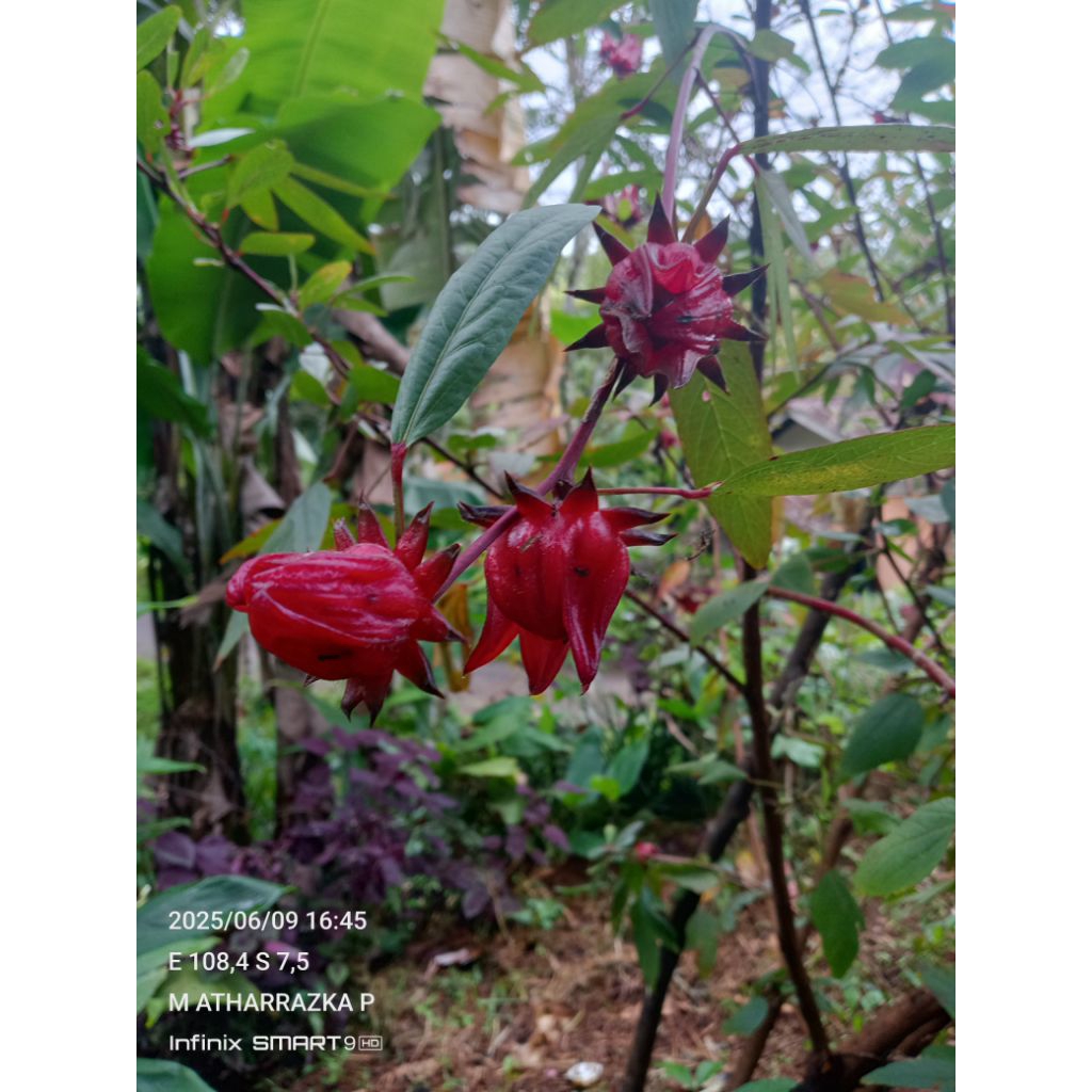 

bunga Rosella segar 100 gram