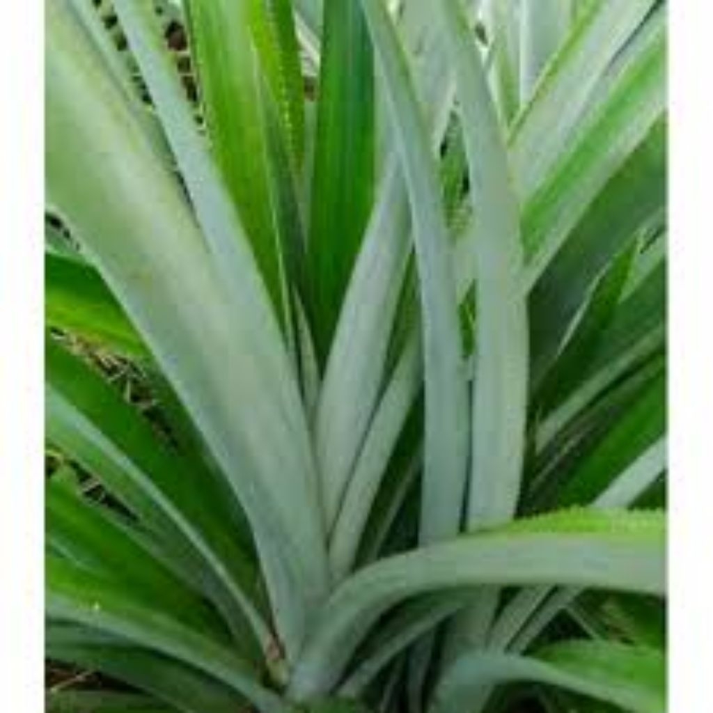 

Daun Nanas 1 ikat (10 pcs) Herbal,Alami
