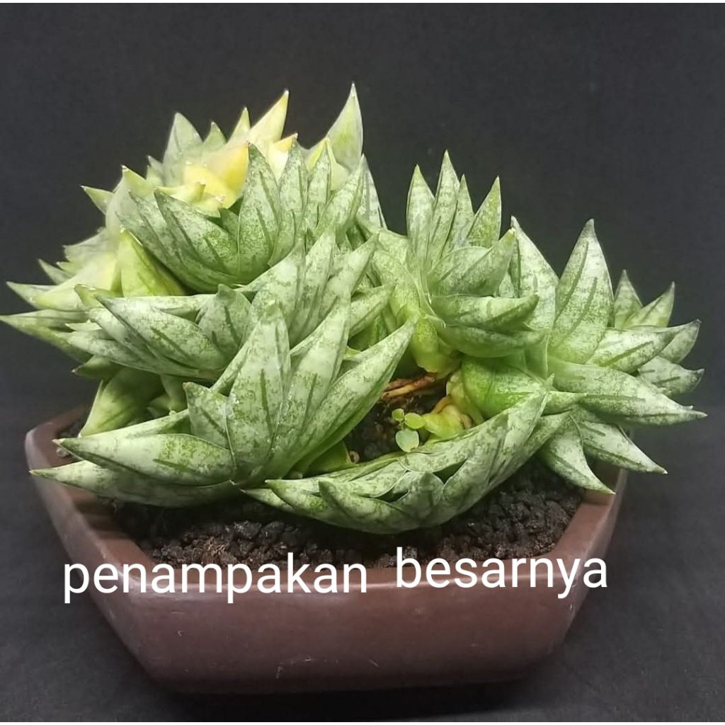 Tanaman hias sansevieria Boncel new clone Thailand BNC (boncel mini)