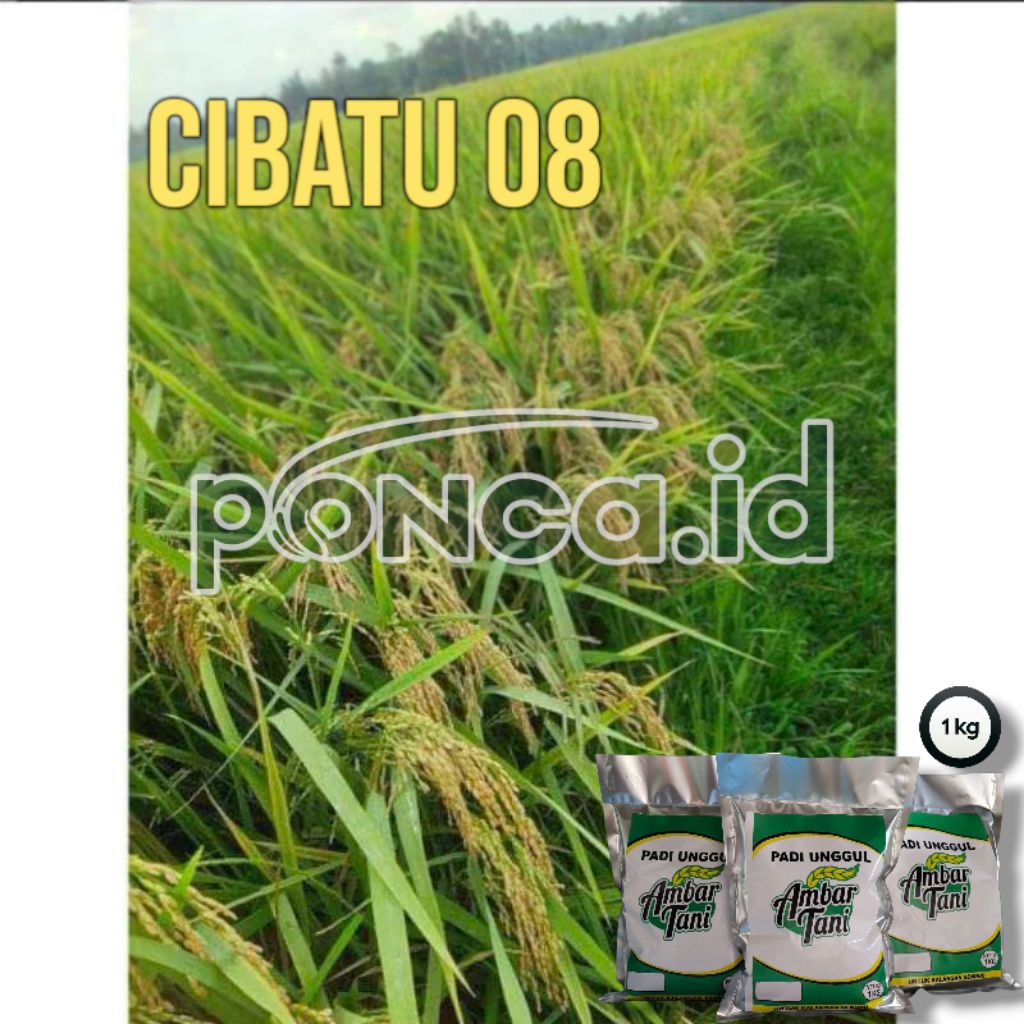 benih padi cibatu 08 1kg