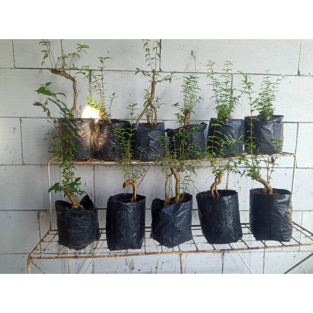 Bonsai Anting Putri akar unik