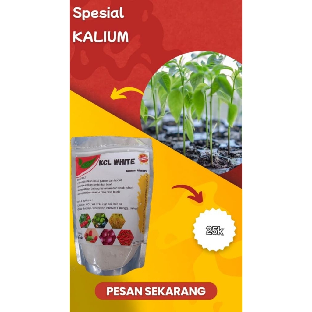Kcl White 250gr murah