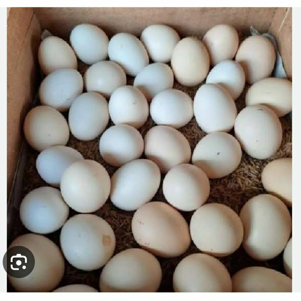 

telor vertil ayam kampung pedaging