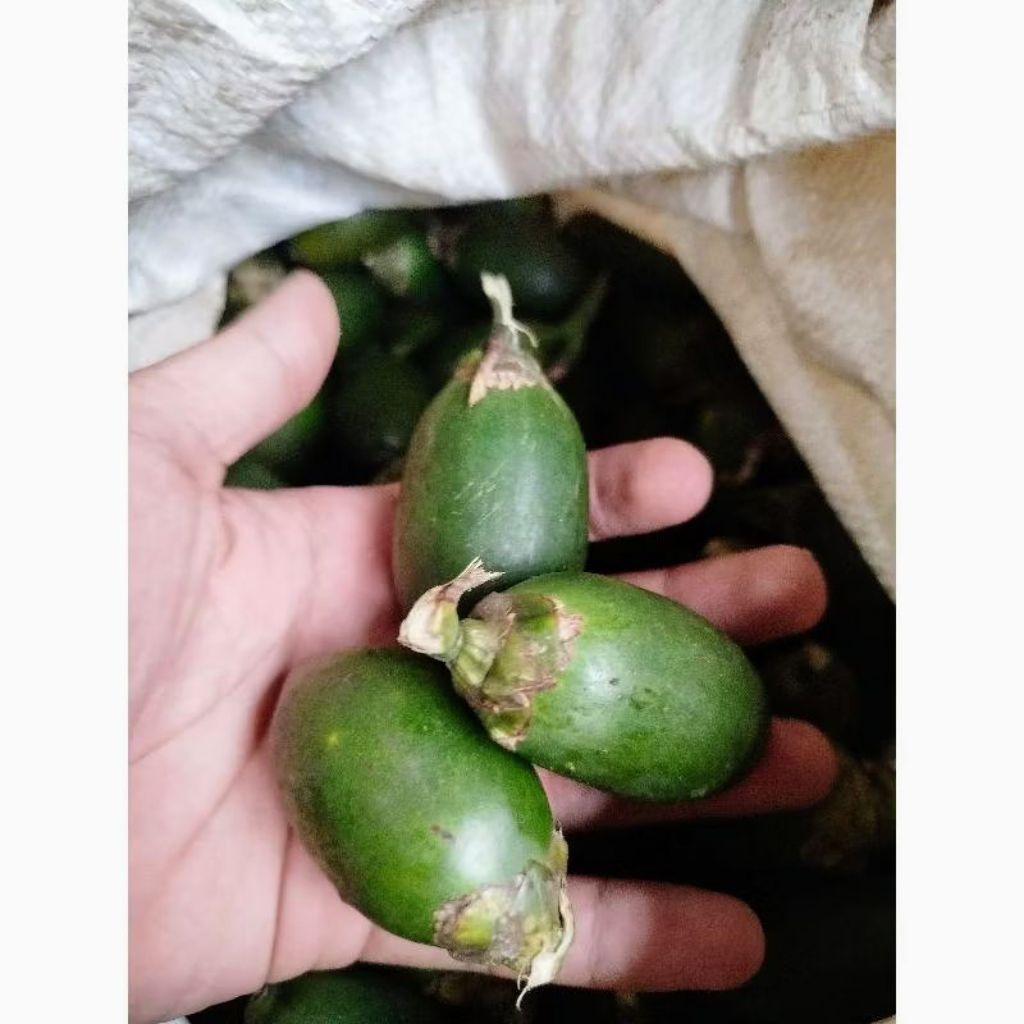 

buah pinang muda jambe muda 500 gram