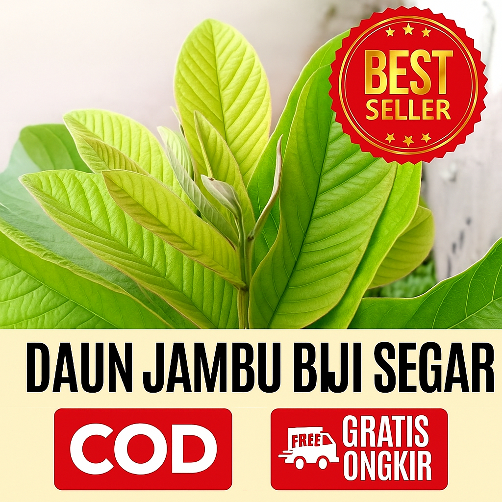 

Daun Jambu Biji Segar – 50 Lembar Segar Langsung Petik Dari Kebun