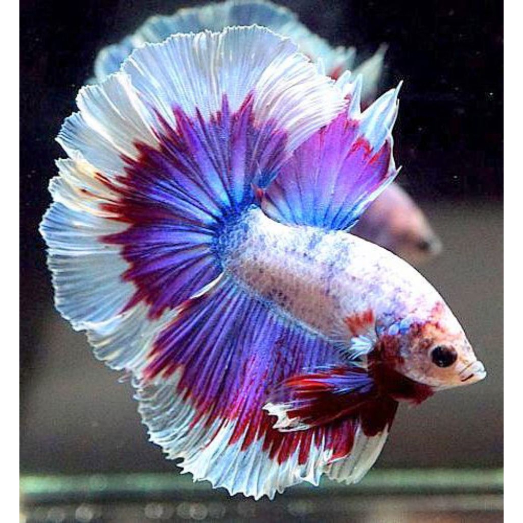 cupang halfmoon lavender cantik hiasan aquarium