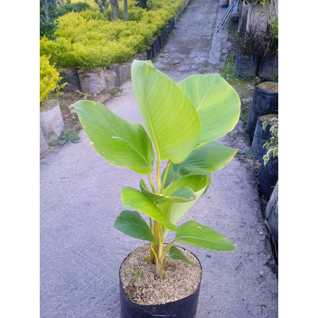 Pisang calathea lutea tanaman hias pisang kipas