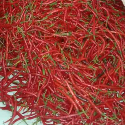 

250 gram cabe keriting fress langsung petik dari petani