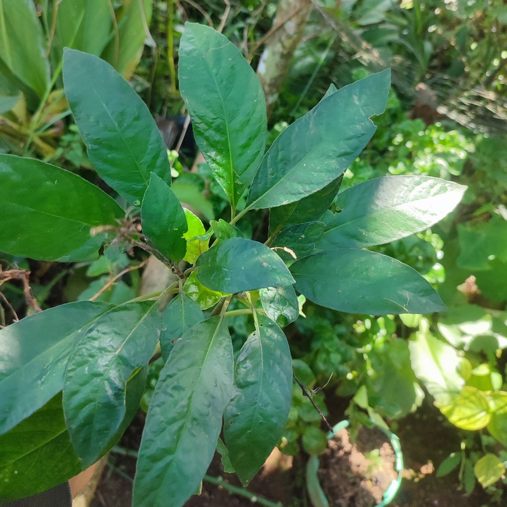 

Daun Rendeu daun lalapan Rendeu