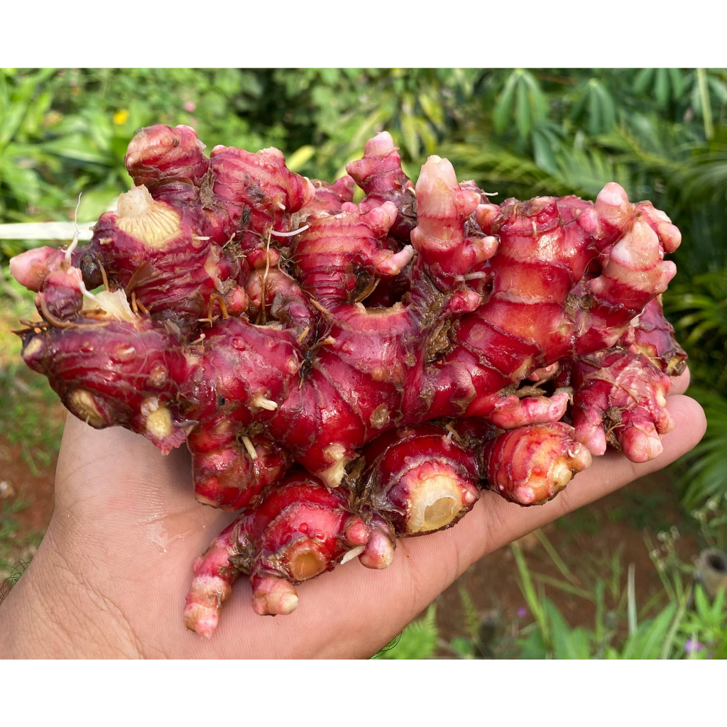 

Jahe merah segar 1 kg / Jahe merah fresh segar