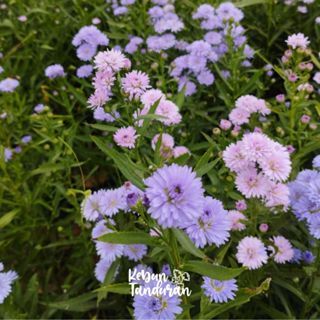 Raflezia Bibit Aster Pikok Ungu Putih Pink Cantik Tanaman Hias Bunga Aster Mini Siap Tanam Outdoor