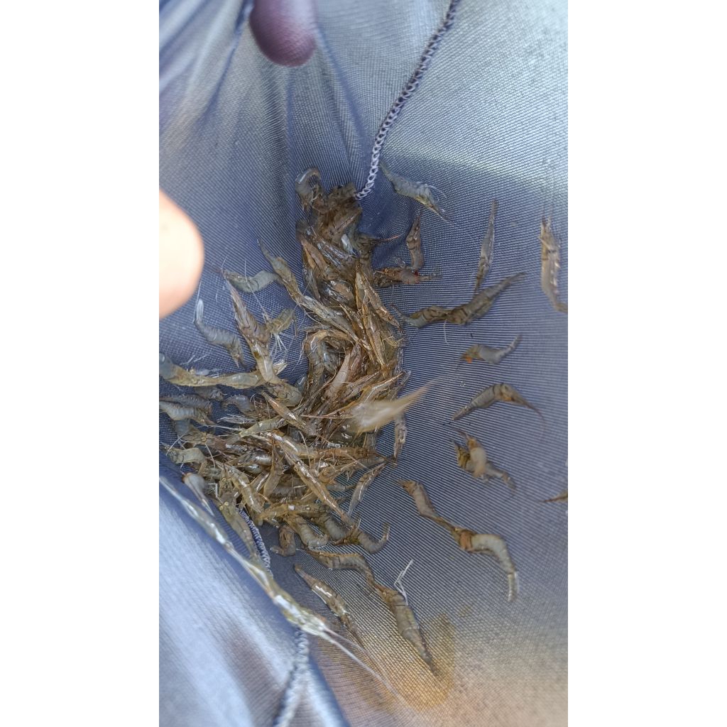 UDANG PAKAN HIDUP UNTUK PREDATOR arwana,lohan,oscar,dll KHUSUS INSTAN