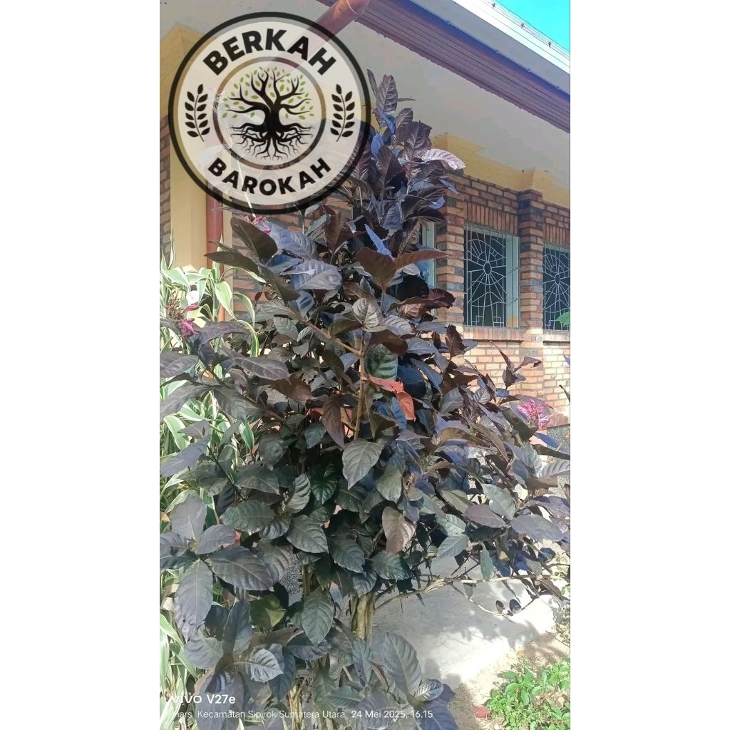 

daun handaleum segar daun hadeuleum daun ungu daun puding hitam demung tulak