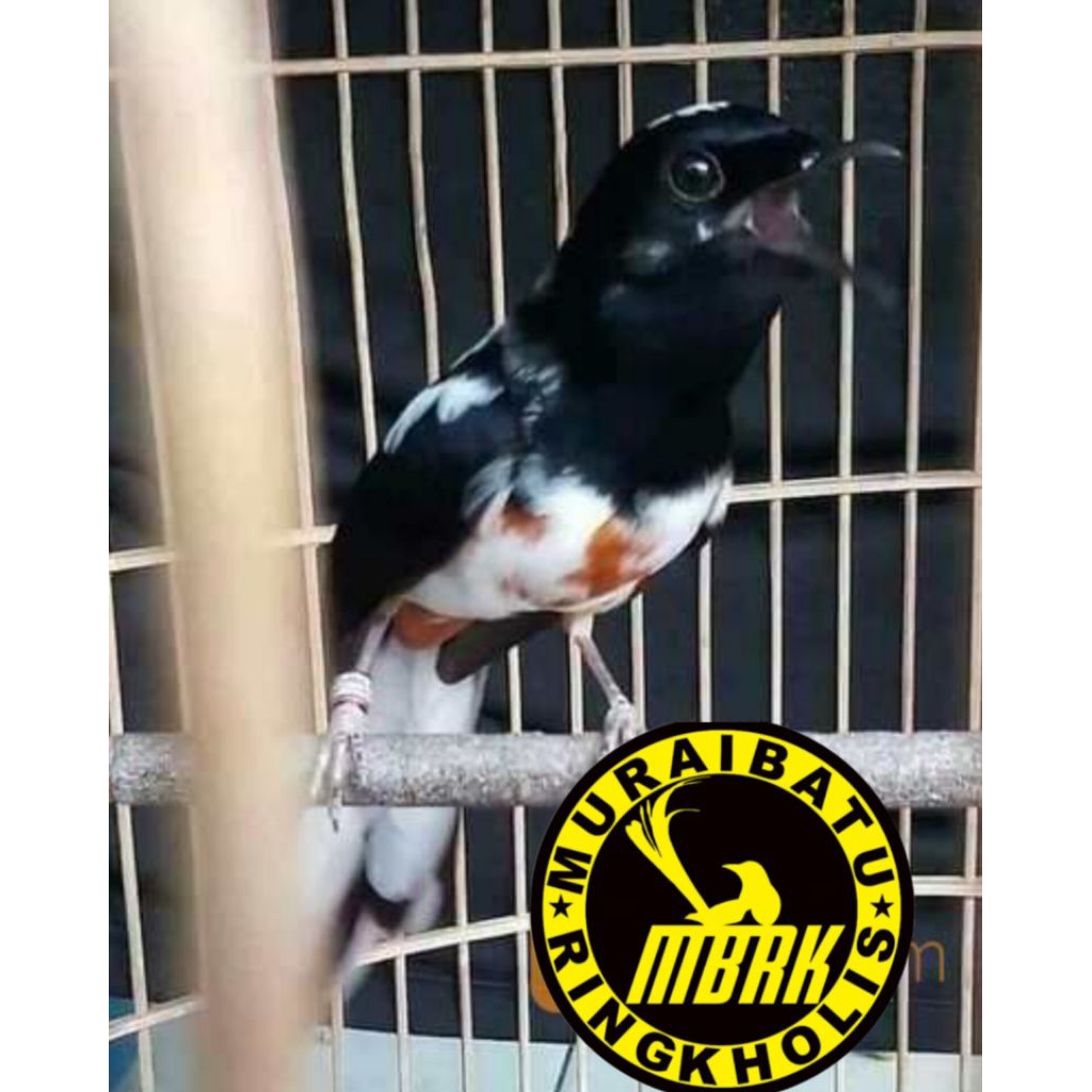 

paket 2 telur murai batu blorok fertil