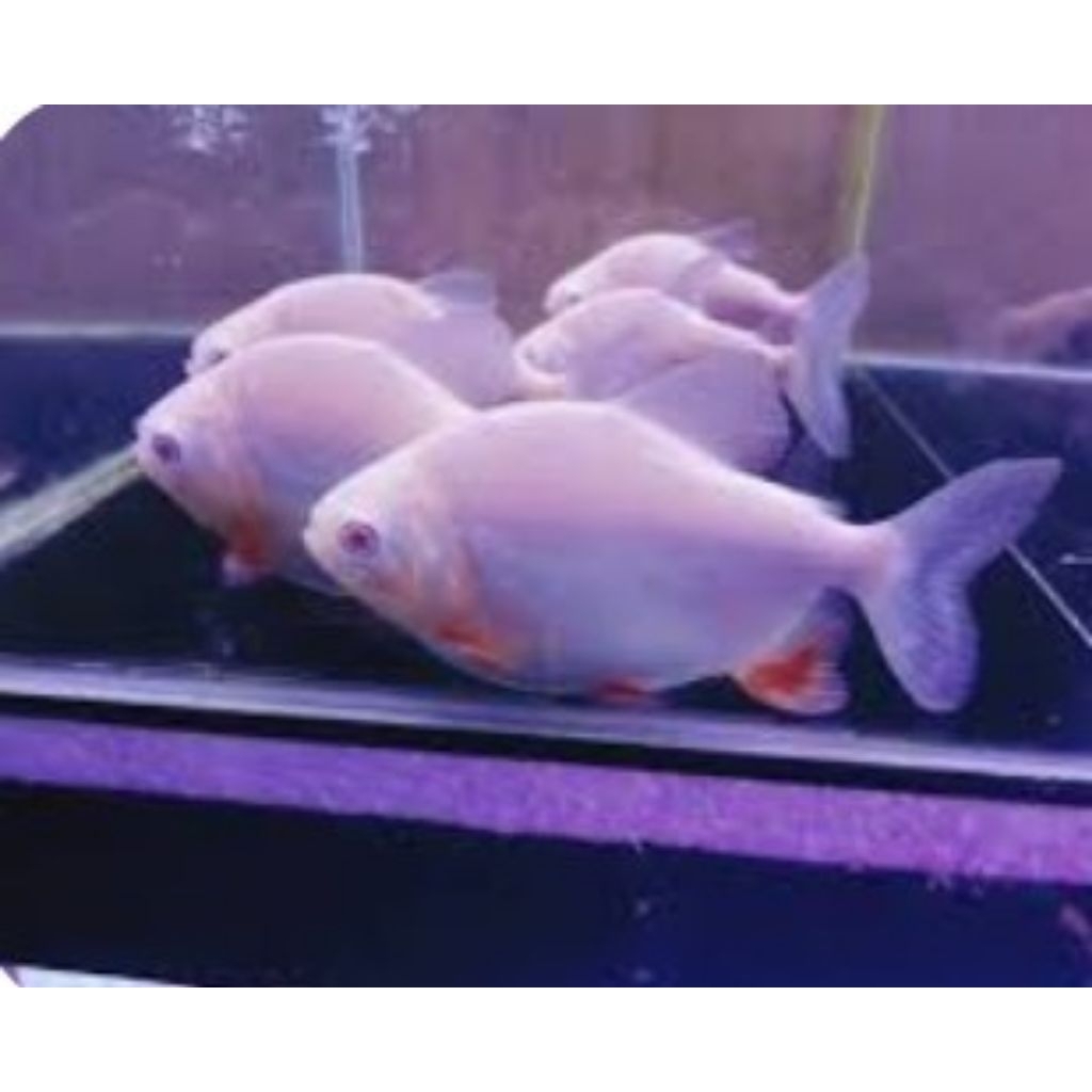 hiasan aquarium pacu albino