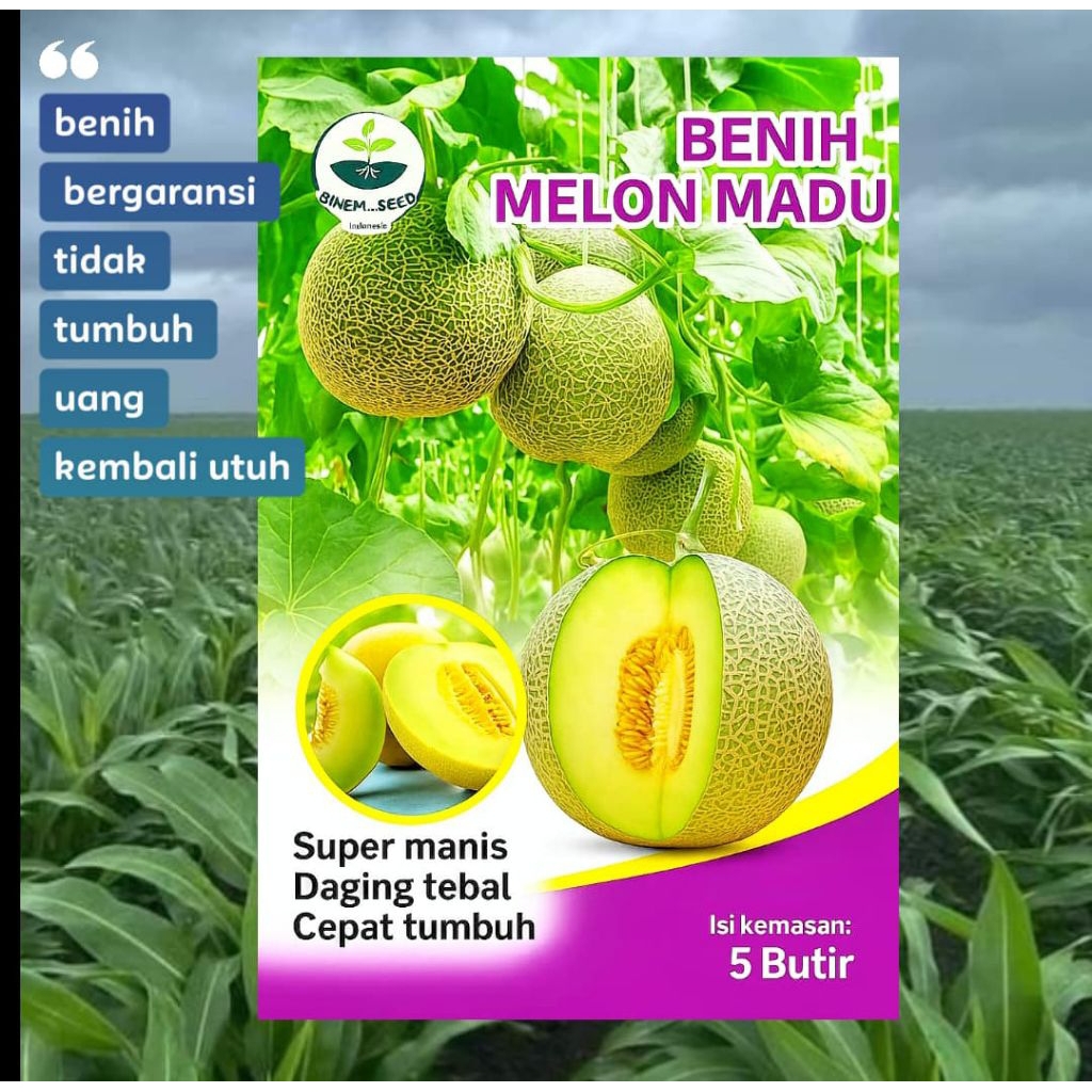 benih buah melon madu