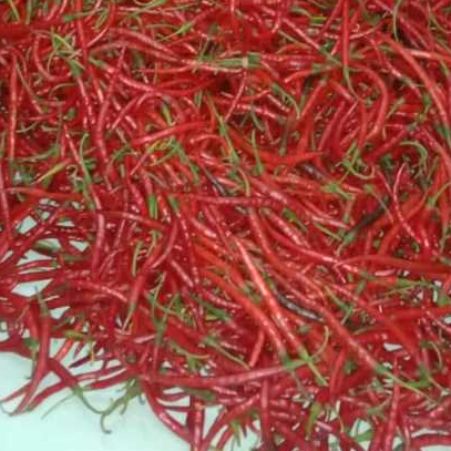 

250 gram cabe rawit keriting fress petik langsung dari petani
