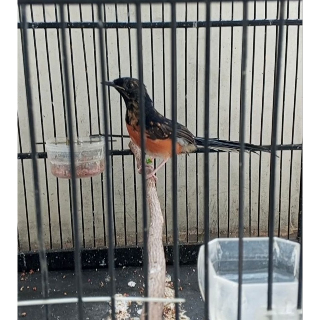 Trotol Murai Batu Bahorok body jumbo xxl