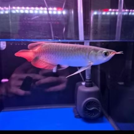 ARWANA SUPER RED SIZE 25cm Garansi 100%