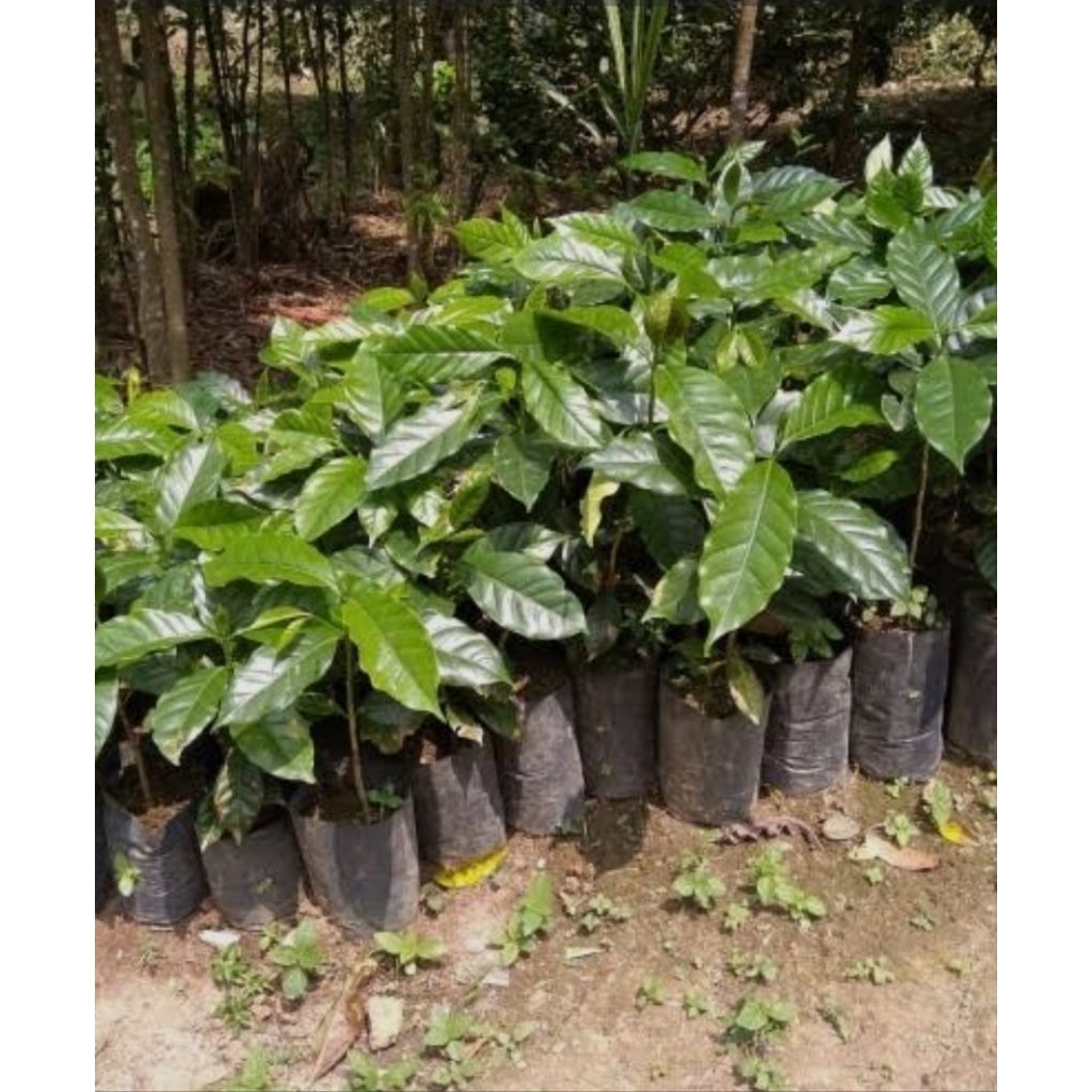 bibit kopi kualitas terbaik