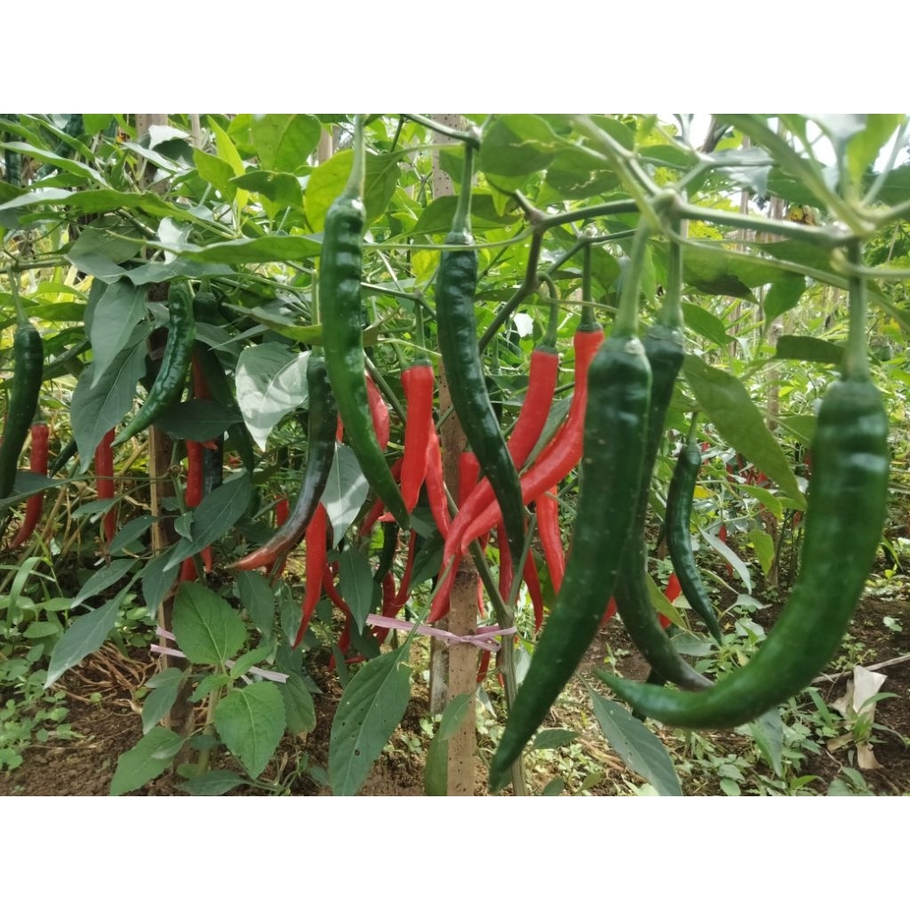 

CABAI MERAH BESAR