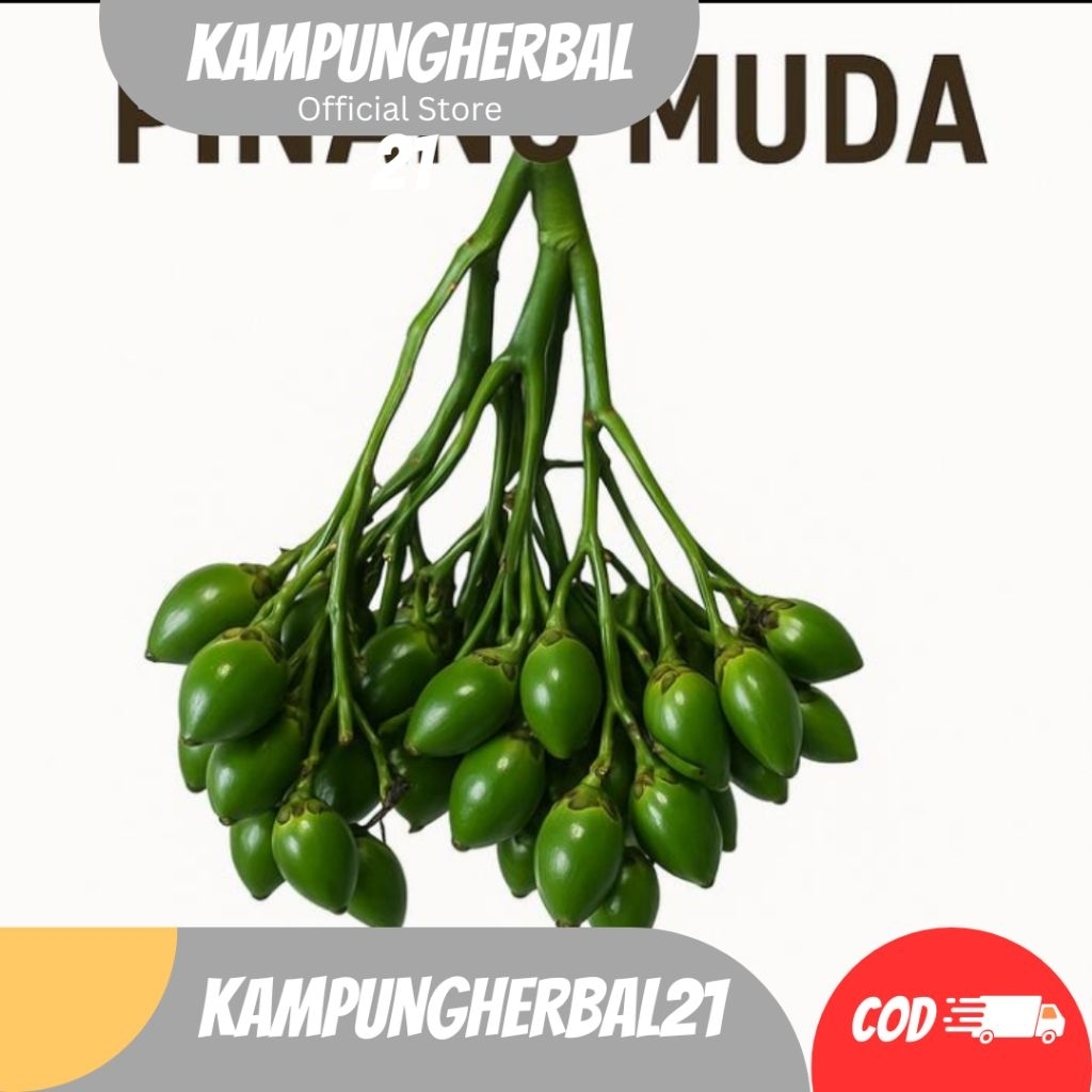 

BUAH PINANG MUDA STAMINA HERBAL SATUAN BERKUALITAS