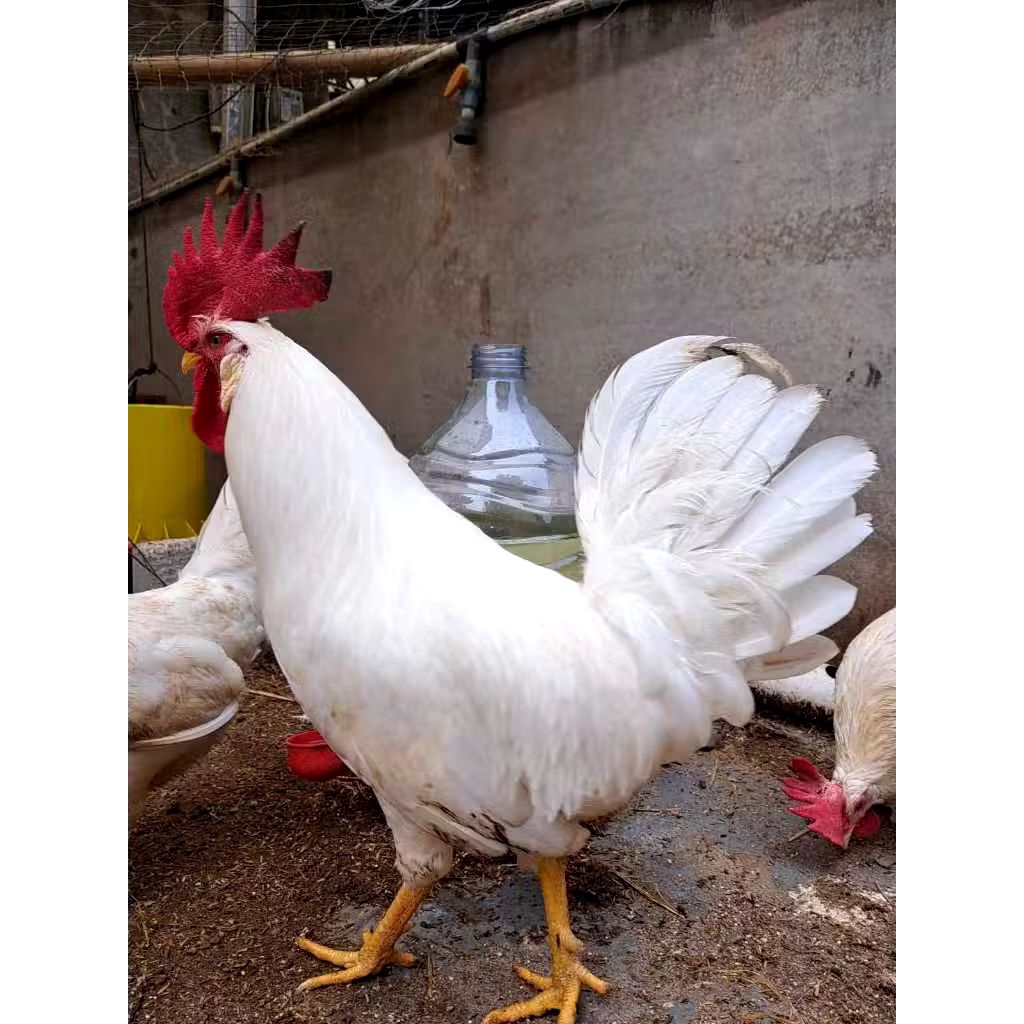 

TELUR AYAM HIAS LEGHORN WHITE FERTIL ASLI SIAP UNTUK DITETASKAN