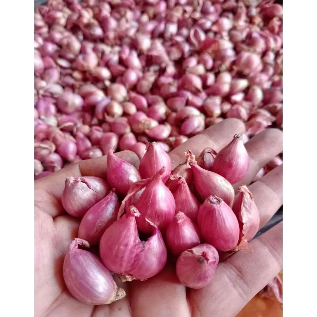 

Bawang Merah 500 Gram Termurah Terlaris