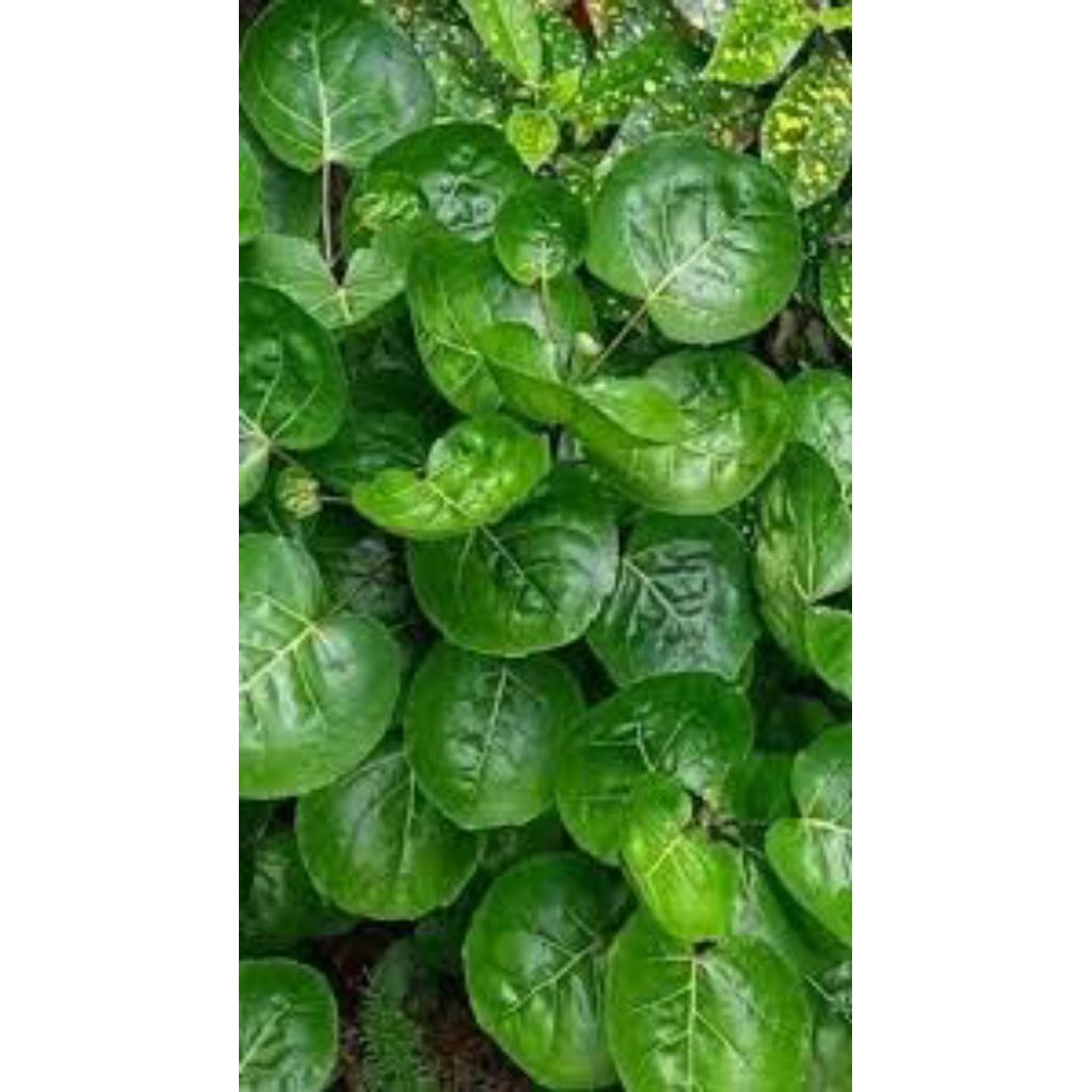 

daun binahong segar asli pres 200grm