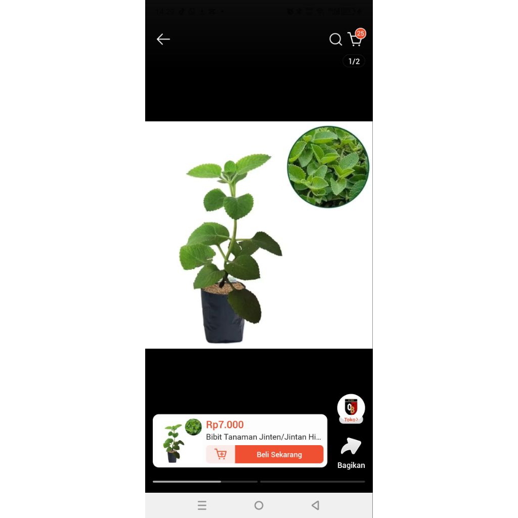 bibit jintan / jinten hitam