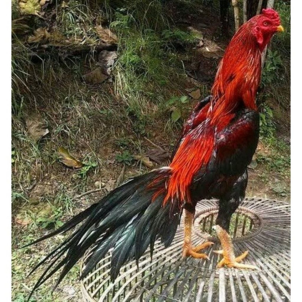 

Paket hemat 5 Telur Ayam Bangkok Wiring Galih Fertil siap untuk ditetaskan