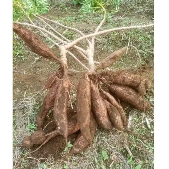 

Singkong renyah, empuk dan lezat, termurah