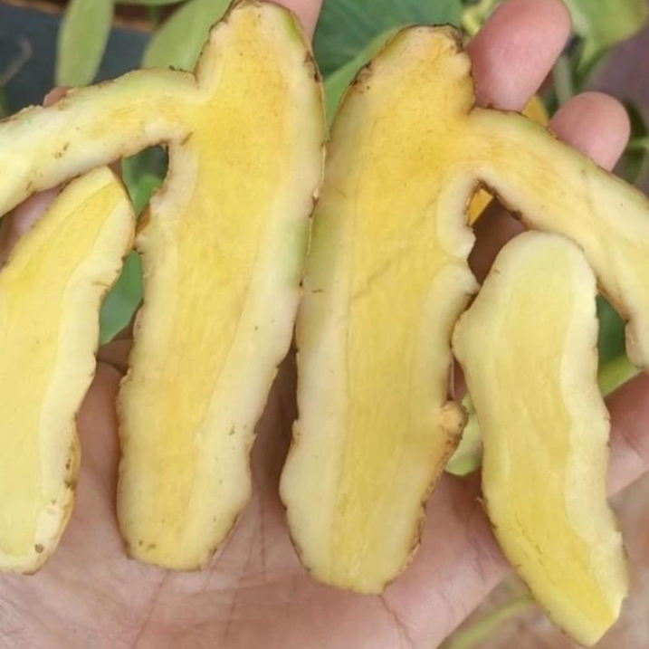 

(Promo)Temu Mangga Asli Obat Ramuan/Kunyit Mangga