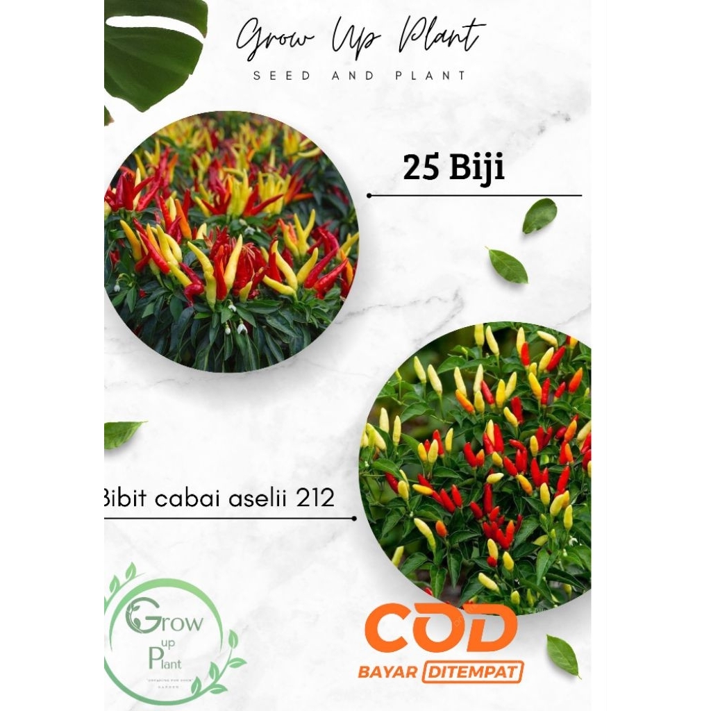 

SERBA 2 RIBU, Bibit sayuran berkualitas repacking