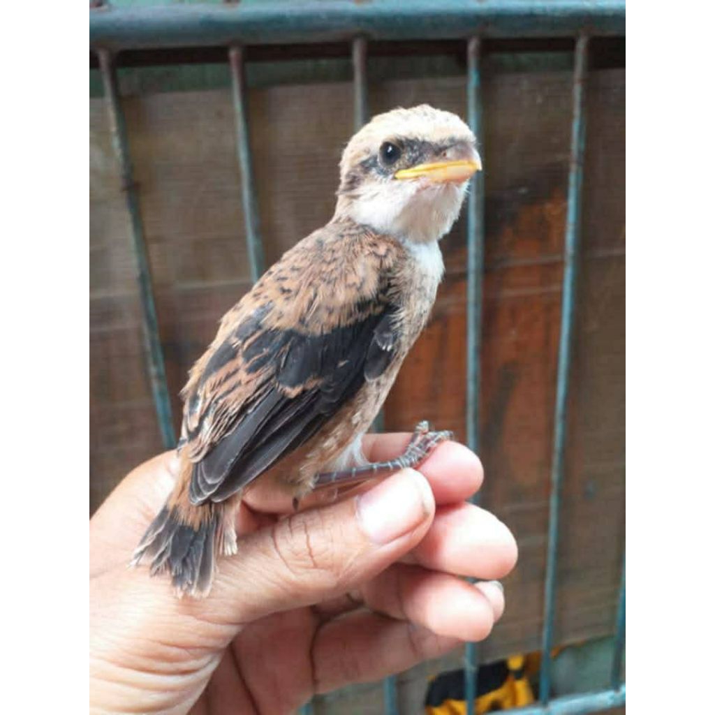 Pentet Trotol Madura Blankon