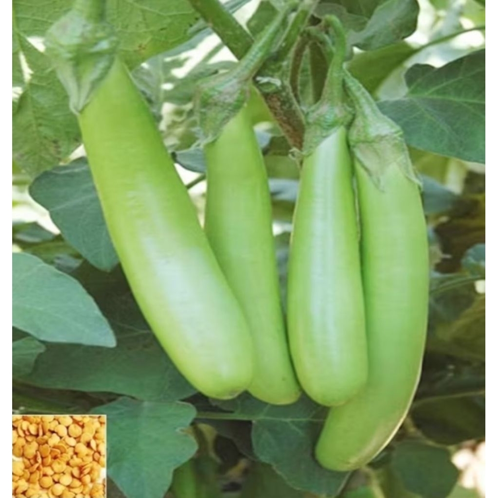 35 BUTIR *** BENIH TERONG HIJAU LOKAL  BERKUALITAS SUPER F1 (BISA COD)