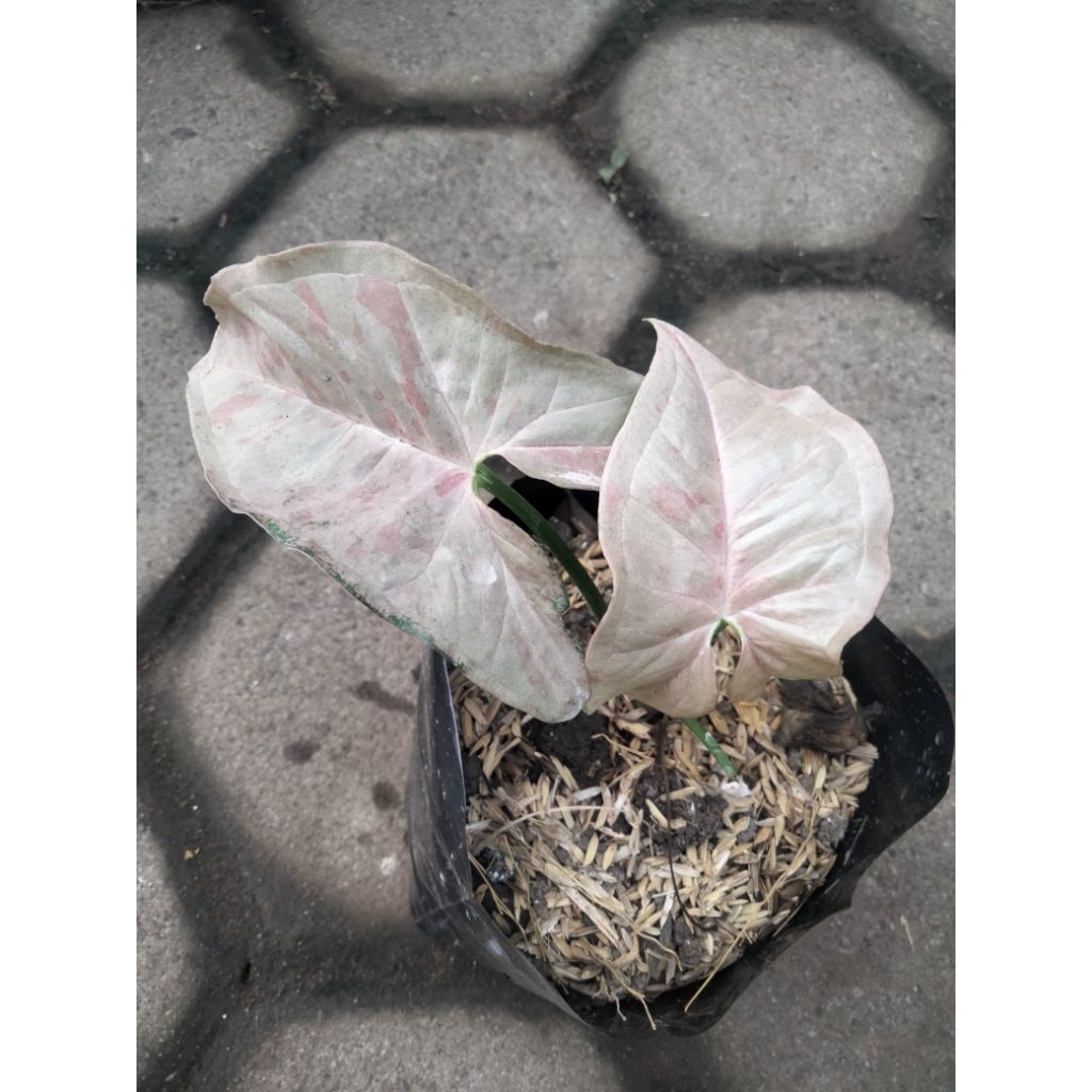 syngonium milk confetti