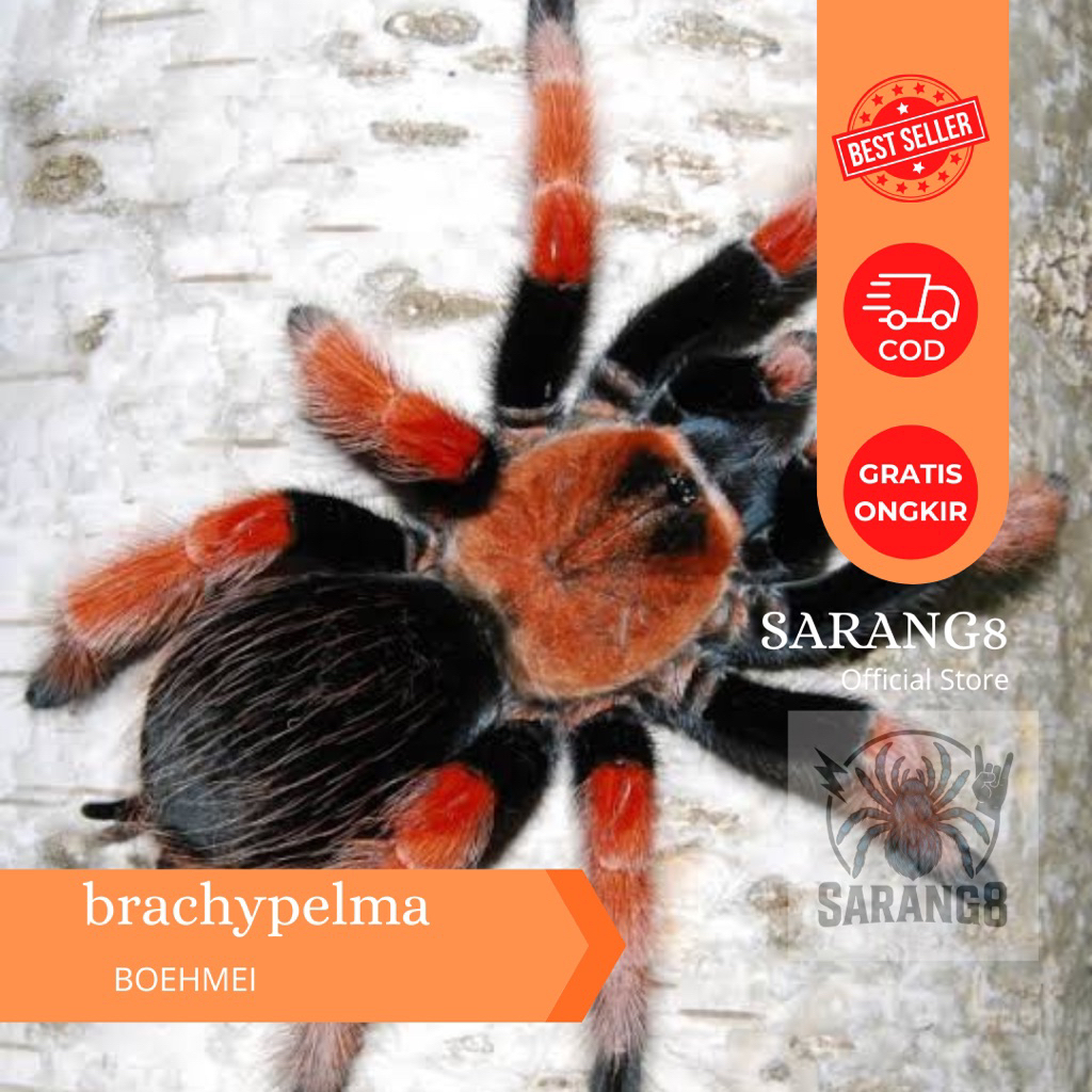 brachypelma boehmei tarantula