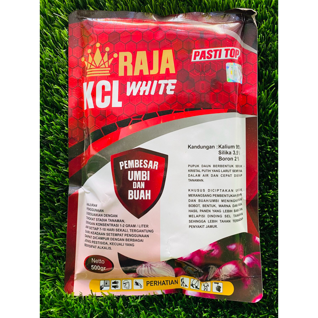 PUPUK KCL WHITE RAJA 500GR || pupuk pembesar umbi & buah