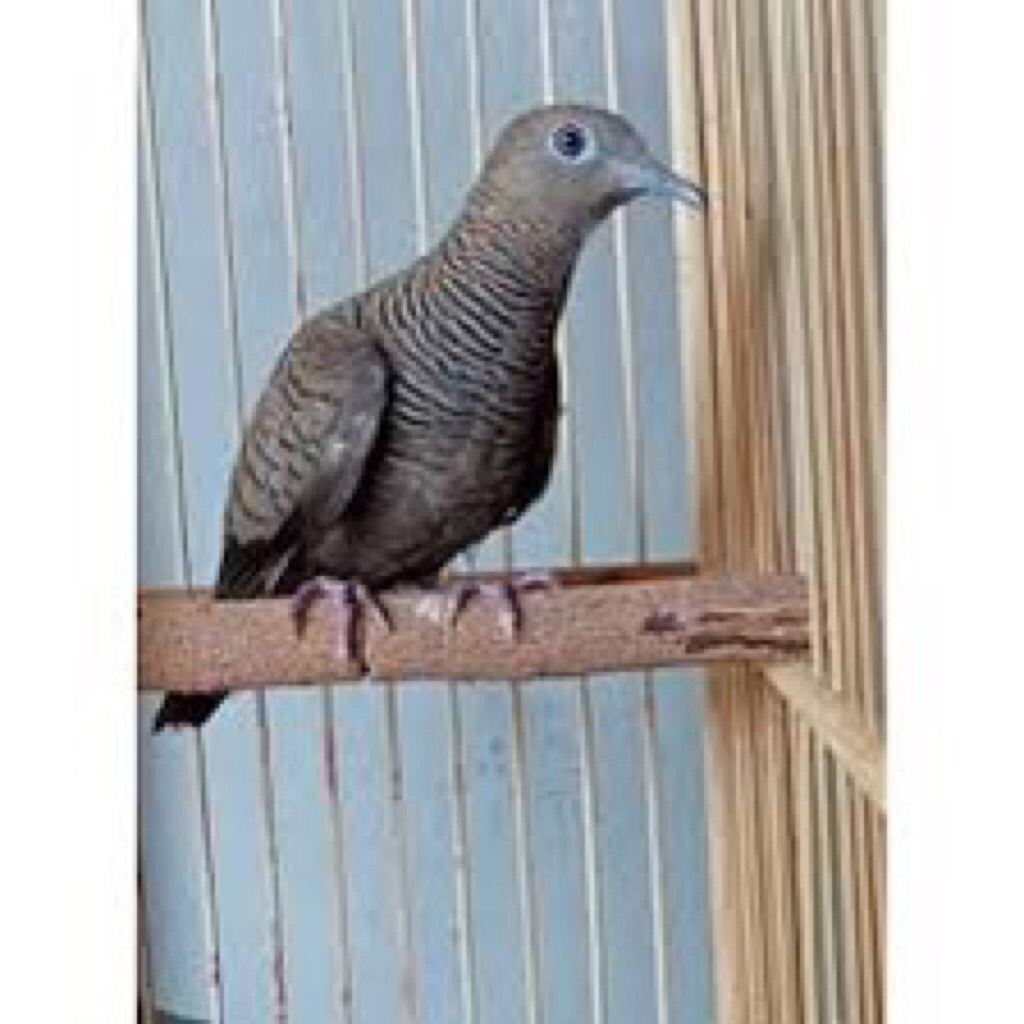 Burung Perkutut Silver dan Cemani
