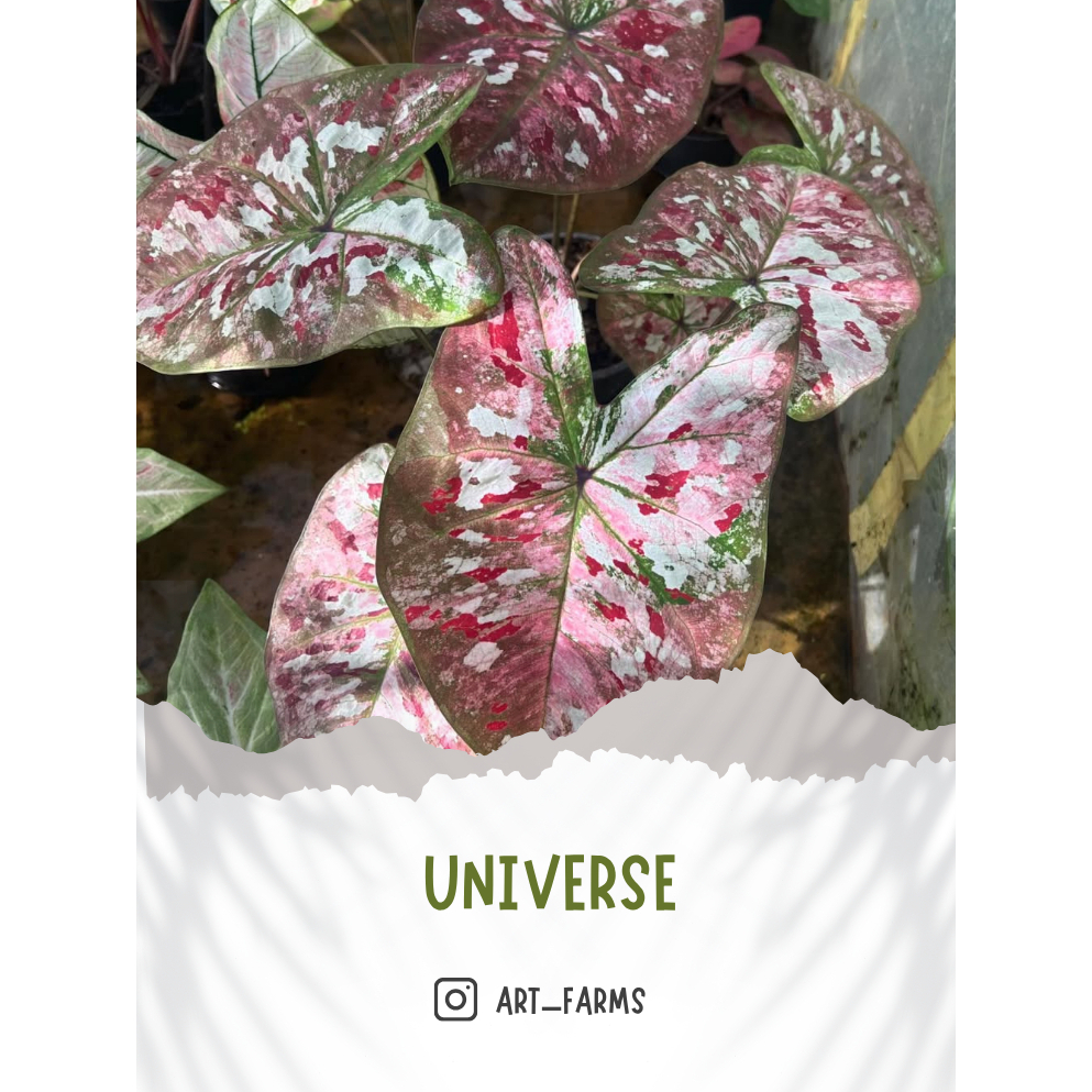 Caladium Bangkeaw/ Keladi Import Thailand