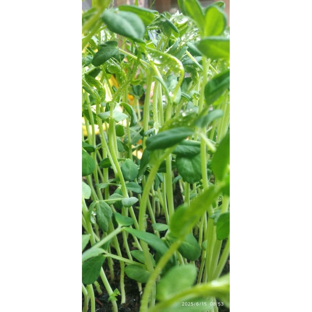 

Microgreen Pea Shoot 50 gr Siap Makan.