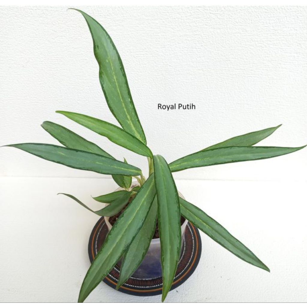 TANAMAN HIAS AGLONEMA BAMBU SILVER