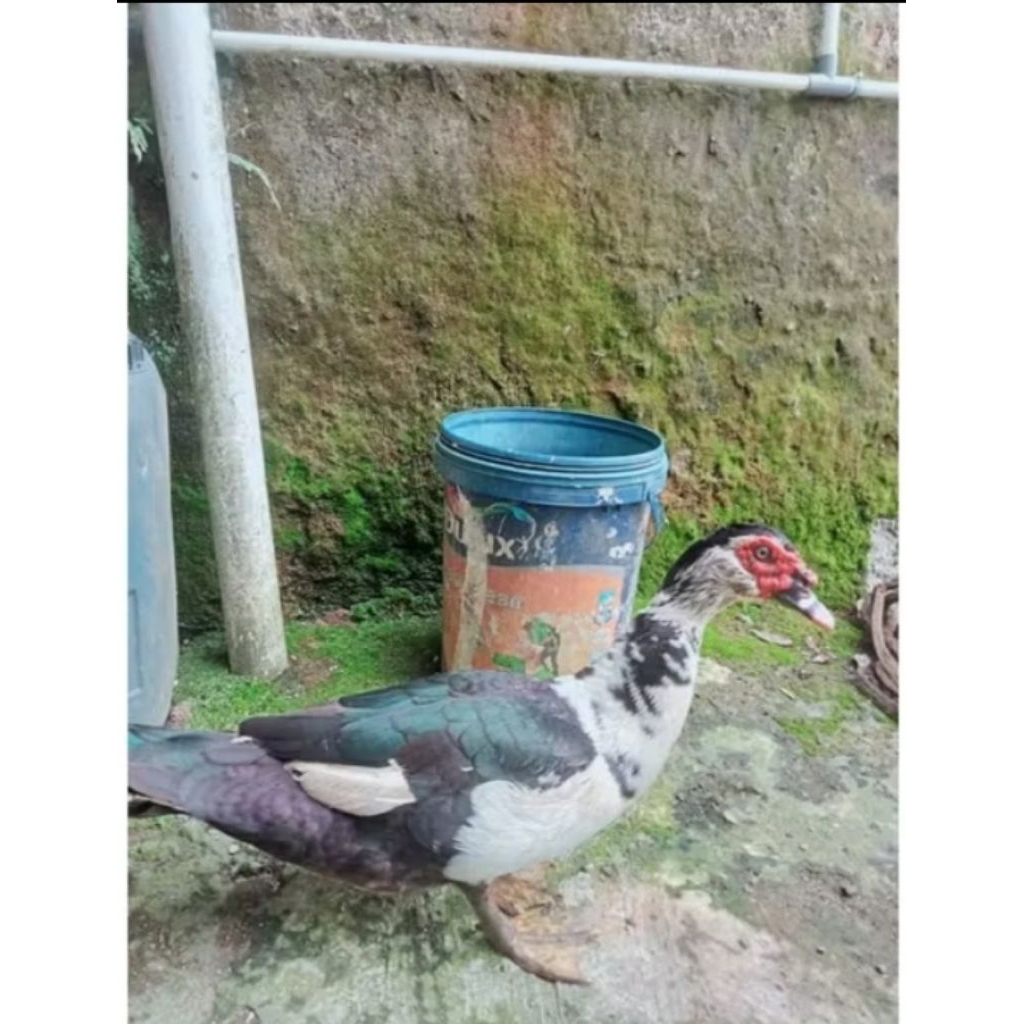 entog atau Manila siap produksi jantan&betina