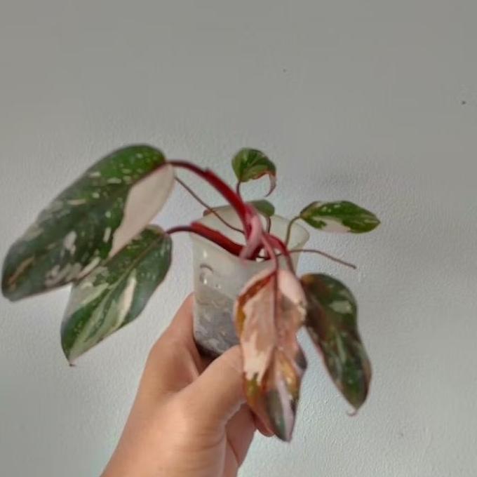 Philodendron Anderson varigata