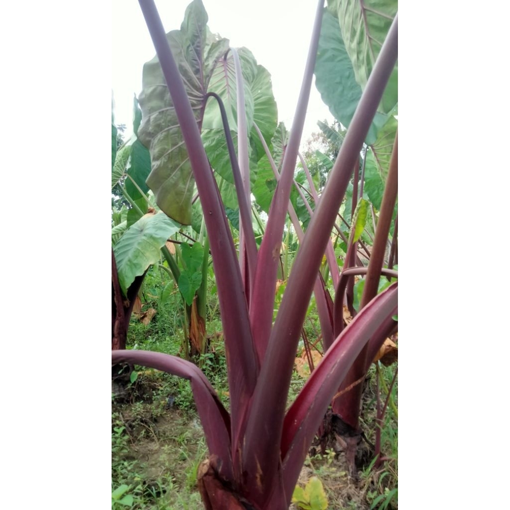 Bibit Talas Bogor Jumbo