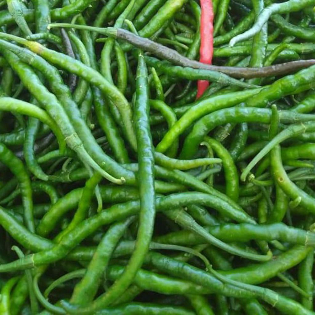

1kg cabai kriting hijau fresh harga murah