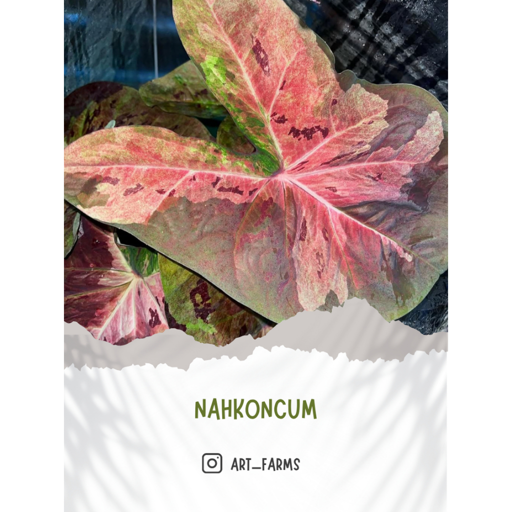 Caladium Nahkonchum/ Keladi Import Thailand