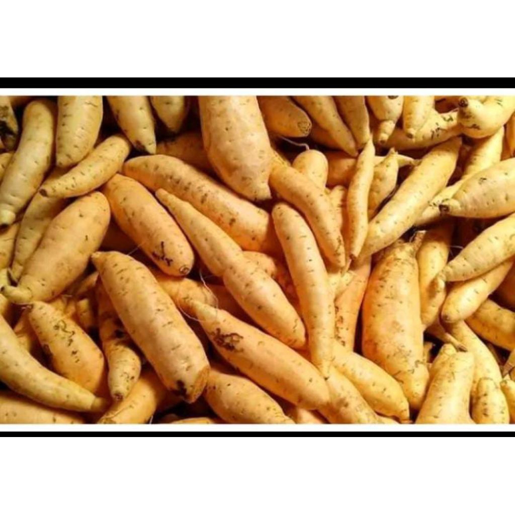 

1kg- Ubi Cilembu fress mentah/Oven